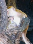 macaque mother baby.JPG (64KB)